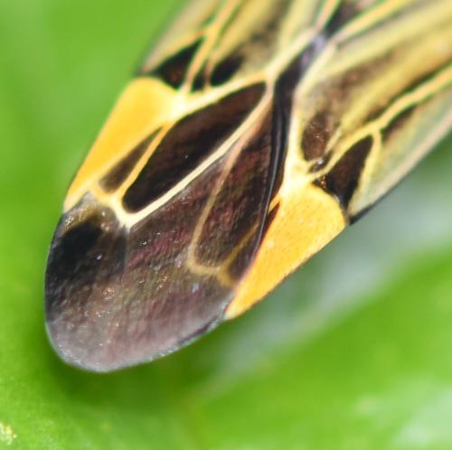 Miris striatus
